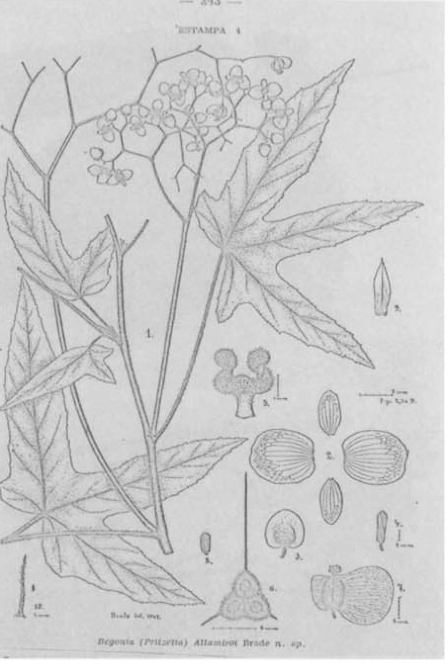 B. altamiroi